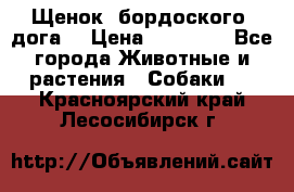 Щенок  бордоского  дога. › Цена ­ 60 000 - Все города Животные и растения » Собаки   . Красноярский край,Лесосибирск г.